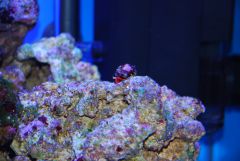 Ciliopagurus strigatus