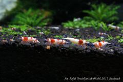 crystal Red Ss3 hinomaru