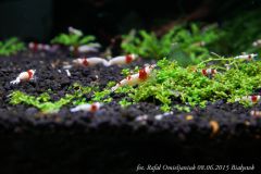 crystal Red Ss2 No entry