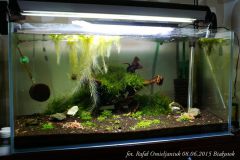 akwarium czerwiec 2015