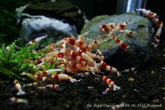 crystl Red stadko Na pokarmie