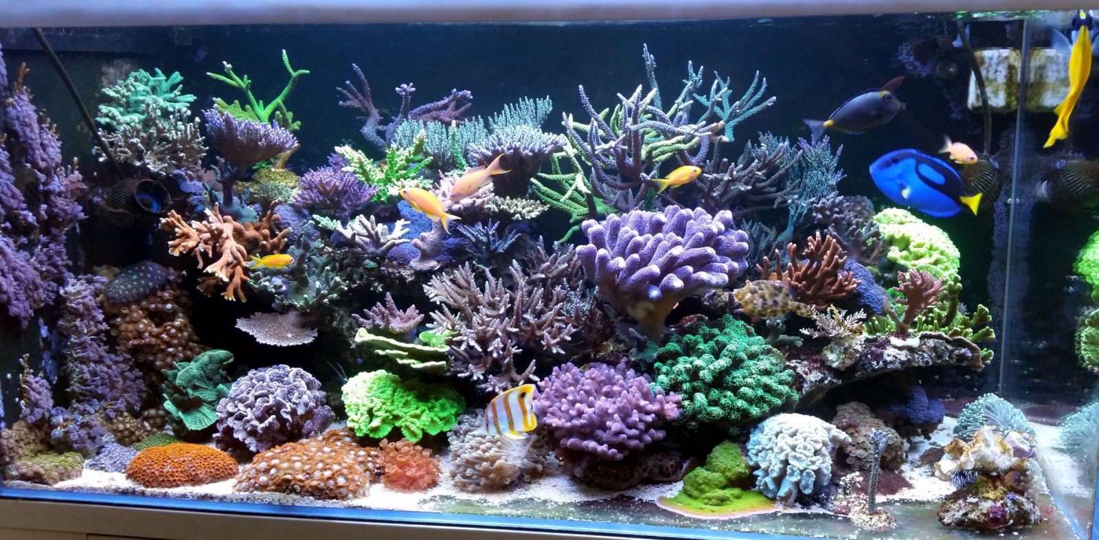 korale