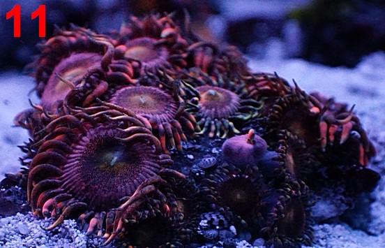 zoa