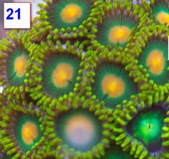 gallery 1090 96 51091