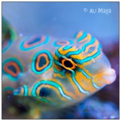 Synchiropus Picturatus