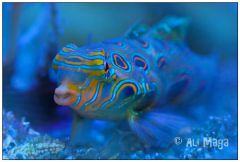 Synchiropus Picturatus