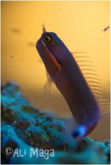 Ecsenius stigmatura - Henia