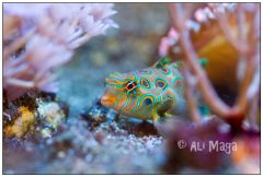 Synchiropus Picturatus