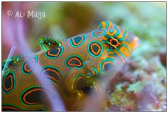 Synchiropus Picturatus