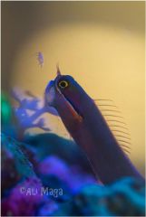 Ecsenius stigmatura - Henia głodna ;-)