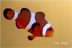 Nemo