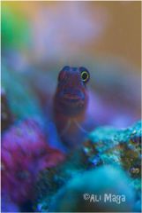 Ecsenius stigmatura - Henia