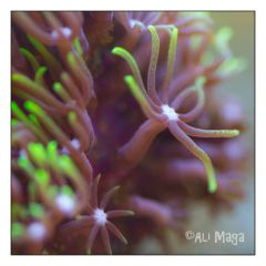 CLAVULARIA