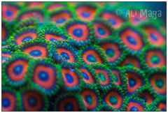 Zoanthus