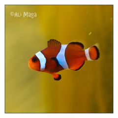 Amphiprion ocellaris