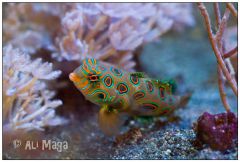 Synchiropus Picturatus