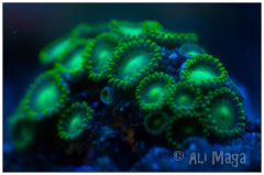 Zoanthus