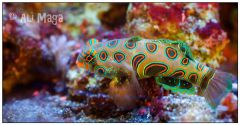 Synchiropus Picturatus