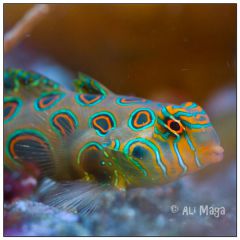 Synchiropus Picturatus