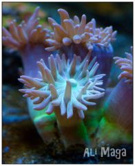 Duncanopsammia