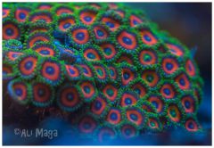Zoanthus
