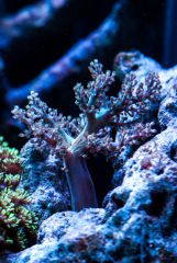 Cladiella aka Drzewo