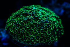 Goniopora Lobata Ewy Aktynika aka Chicken