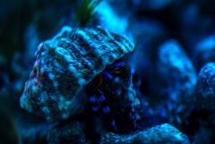 Blue Hermit Crab aka Łobuz