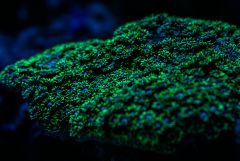 Goniopora Lobata Ewy Moja Aktynika aka Mały Głód