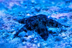 Rozgwiazda piaskowa aka Szalona