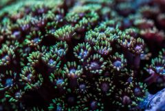 Goniopora