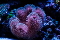 Sarcophyton aka Big Berta