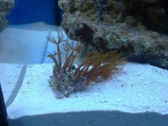 Clavularia Sp 4.1