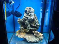 Dzien 6 Koralia szaleje