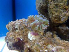 Euphyllia napompowana1