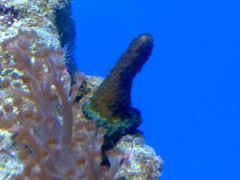 Montipora gaimardi1