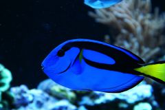 paracanthurus hepatus