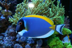 acanthurus leucosternon2