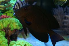 ctenochaetus hawaiiensis adult