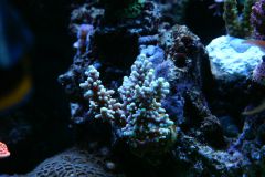 akwarium acropora1