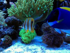 chelmon rostratus 08.09.2014