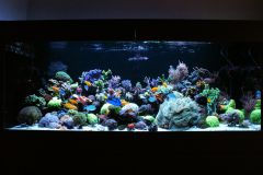 reef aquarium march 2015