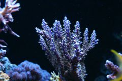 akwarium acropora2