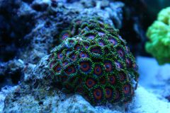 Zoa