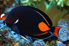 acanthurus achilles2