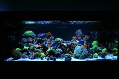 akwarium listopad2014
