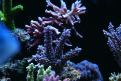 akwarium acropora3