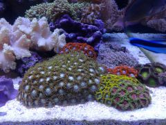 Zoas