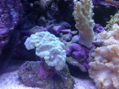 Nepthia i Caulastrea