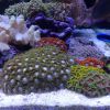 Zoas